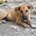 В Барнауле волонтеры нашли изуродованные трупы собак