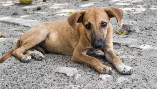 В Барнауле волонтеры нашли изуродованные трупы собак