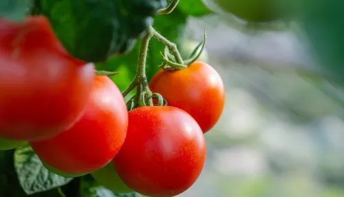 Как правильно подвязать помидоры и не повредить урожай