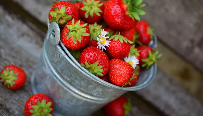 Вкусное изобилие: где и за сколько можно собрать ягоду в Алтайском крае