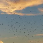 Злобная родня. К нашествию комаров в Алтайском крае прибавились мошки