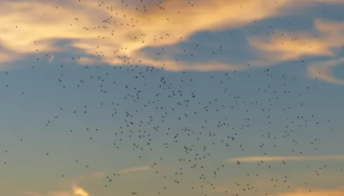 Этим летом в Алтайском крае наблюдается аномальное количество мошек