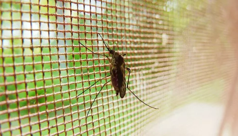 Майские дожди и холода убили комаров в Алтайском крае