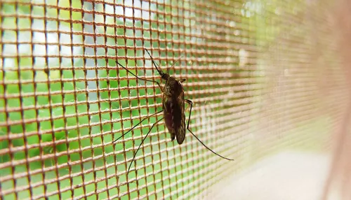 В Роскачестве рассказали, почему средства от комаров не всегда защищают
