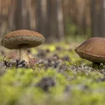 Жители Алтайского края поделились первым уловом грибов