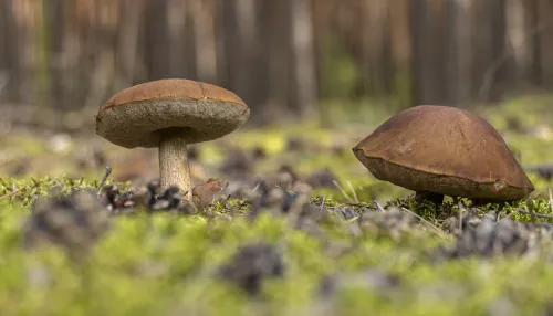Жители Алтайского края поделились первым уловом грибов