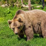 В Красноярском крае медведь растерзал подростка в нацпарке