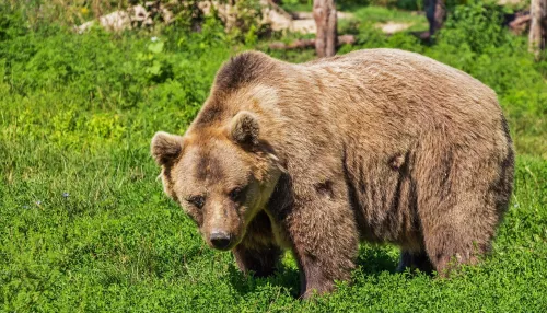 В Кузбассе дикий медведь растерзал в лесу грибника