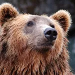 В Новосибирской области медведь бродил недалеко от города