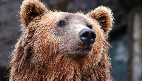 В Новосибирской области медведь бродил недалеко от города