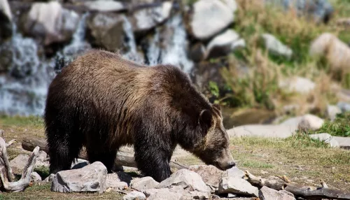 В Красноярском крае два медведя вышли в центр Лесосибирска