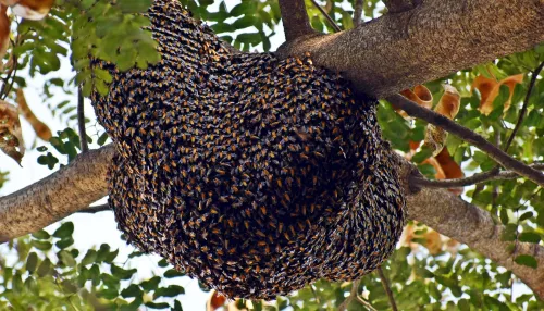 В черте Горно-Алтайска жители заметили огромный рой пчел