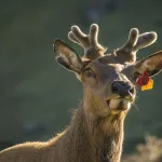 Охоту на оленей в Алтайском крае разрешат с 1 июня