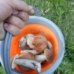 Алтайские грибники рассказали об удачной тихой охоте после дождей