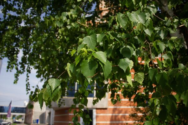 Июль в Алтайском крае начнется с умеренного тепла до +25 градусов