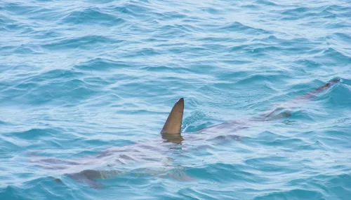 В Красном море акула откусила пятку туристу на парашюте