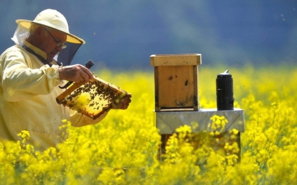 Эксперты выясняют причину гибели пчел на алтайских пасеках